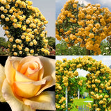 2 Climbing Rose Plants, Yellow, Pink, Red Or White, Blooming And Rooted