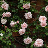Live Pink Climbing Rose Bush Plant, Bare Root, 5-9 Inches Tall For Planting