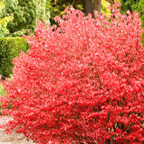 5 Live Dwarf Burning Bush Plants, 6-12 Inch Hardy Outdoor Ornamental Shrubs