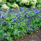 Live Light Blue Buddleia Butterfly Bush, 5-9 Inch Perennial Garden Plant