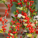 Live Yaupon Holly Shrub Plant For Planting, Well-Rooted, 4-6 Inches Tall