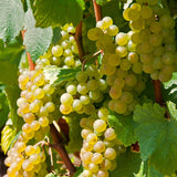 2 Live White Grape Vine Plants, 4-8 Inches Tall, Trellis Garden Starters
