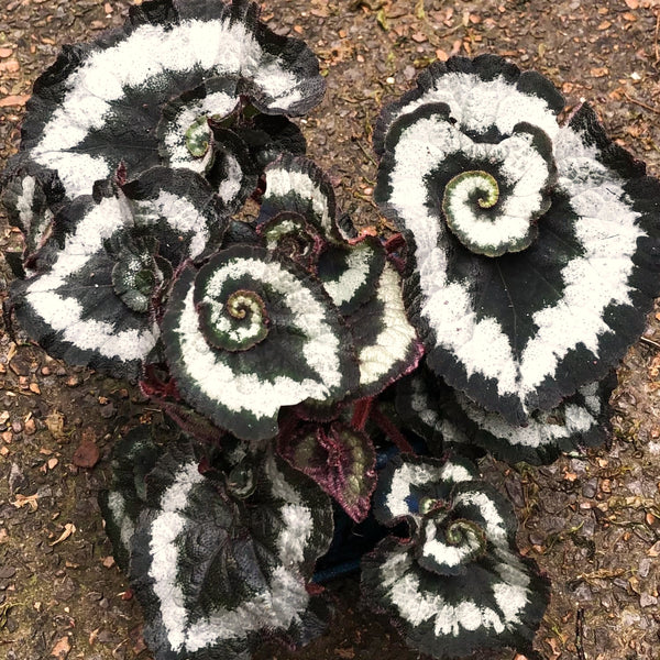 2 Live Silver Green Begonia Plants, 5-9 Inches Tall, Rare Indoor Decor
