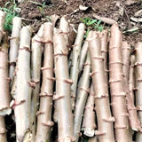 5 Sweet Yuca Cassava Cuttings, 6-8 Inch Stems For Growing Edible Roots