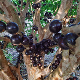 Live Jaboticaba Grape Fruit Tree Plant, 1 Ft Tall, Tropical Garden Tree