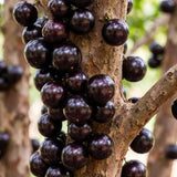 Live Black Jaboticaba Fruit Tree Plant, 1 Ft Tall For Patio And Orchard