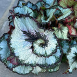 3 Live Begonia Maculata Plants, Silver Green Angel Wing, 5-9 Inches Tall