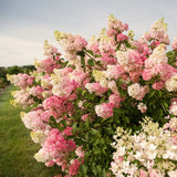 Live Pink Hydrangea Shrub, 5-10 Inch Plant For Outdoor Patio Flower Planter