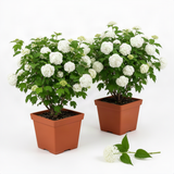2 Live White Snowball Viburnum Shrubs, 8-10 Inch Garden Starter Plants