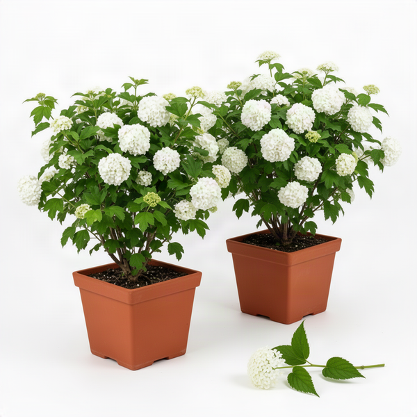 2 Live White Snowball Viburnum Shrubs, 8-10 Inch Garden Starter Plants