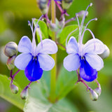 4 Mixed Clerodendrum Bleeding Heart Live Plants, 5-10 Inch Flower Vines