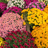 2 Live Mixed Mums, 5-7 Inch Outdoor Flower Plants For Garden Containers