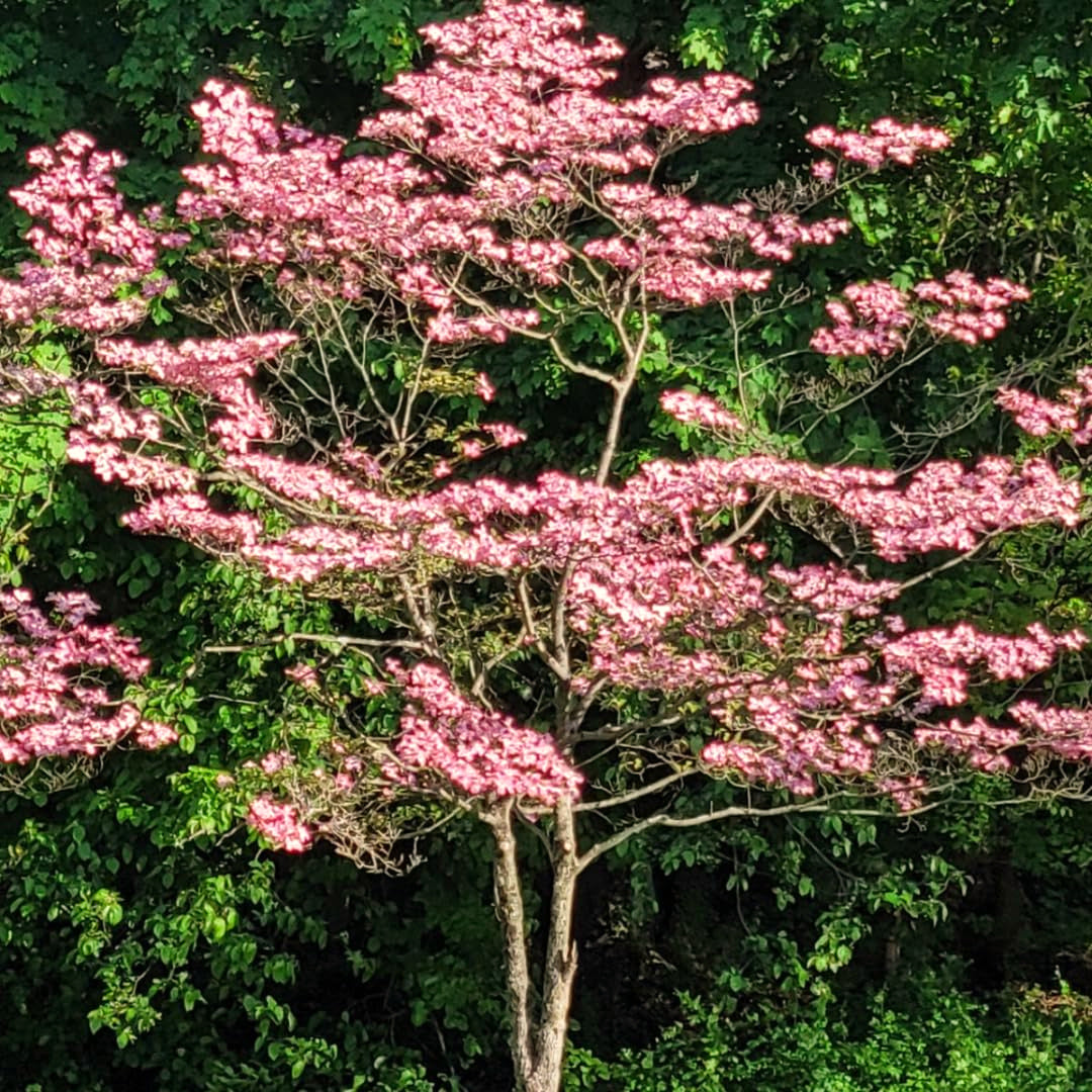 2 Pink Dogwood Trees, 6-12 Inch Live Plants In 2.5 Inch Pot, For Gardens