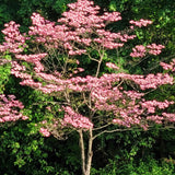 2 Pink Dogwood Trees, 6-12 Inch Live Plants In 2.5 Inch Pot, For Gardens