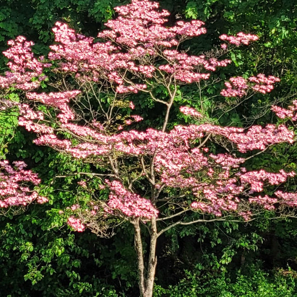 2 Pink Dogwood Trees, 6-12 Inch Live Plants In 2.5 Inch Pot, For Gardens
