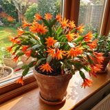 Live Orange Easter Cactus Plant, 4-6 Inch Houseplant For Decor And Gifts