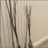 Live White Kousa Dogwood Tree, Spring-Flowering Plant For Landscape Use