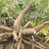 5 Sweet Yuca Cassava Cuttings, 6-8 Inch Stems For Growing Edible Roots