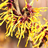 Live Yellow Witch Hazel Patio Shrub, Flowering Garden Tree In Quart Pot