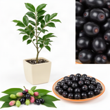 Live Jamun Fruit Tree Plant, Black Jambu, 1 Gallon Pot, 14-18 Inches Tall