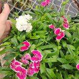 4 Live Red Dianthus Plants, Perennial Flowers For Outdoor Garden Planting