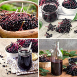 Live Black Elderberry Shrub In Quart Pot, Sweet Fruit-Bearing Garden Plant