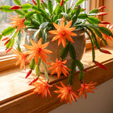 Live Orange Easter Cactus Plant, 4-6 Inch Houseplant For Decor And Gifts