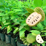Live Guanabana Soursop Plant, 5-7 Inch Tropical Fruit Tree For Home Garden