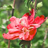 Live Red Rose Of Sharon Shrub, 6-12 Inch Potted Landscape Flower Bush Plant