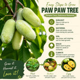 Quart Pot Pawpaw Live Fruit Tree, 6-12 Inches Tall, For Outdoor Gardens