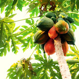 Live Papaya Tree In 4 Inch Pot, 5-10 Inch Tropical Fruit Starter Plant