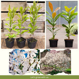 Cold Hardy Live Star Magnolia Flower Tree, 6-12 Inch Landscape Garden Plant