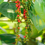 Well-Rooted Black Pepper Vine, Live Piper Nigrum Plant, 4-6 Inches Tall