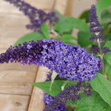 2 Buddleia Live Plants, Light Blue Flower Shrubs, Outdoor, 4-9 Inches Tall