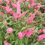 2 Live Pink Butterfly Bush Plants, Perennial Flower Shrubs, 4-7 In Tall