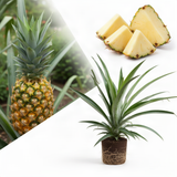 Live Pineapple Tree, 5-8 Inch Fruit Plant For Patio Container Planting