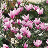 Ann Magnolia Live Plant, 6-12 Inches Tall In A 3-Inch Nursery Pot To Grow