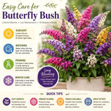 Buddleia Shrub, Raspberry Blooms, Compact 4-7 Inch Perennial Garden Plant