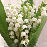 10 Hardy Perennial Lily Of The Valley Rhizomes, Bulbs For Shady Gardens
