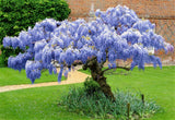 Live Blue Wisteria Tree And Vine Plant, 10-12 Inches Tall In A 2.5-Inch Pot