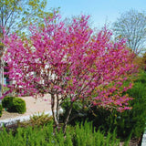 2 Eastern Redbud Seedlings, Live Flowering Trees, 6-14 Inch-Tall Plants