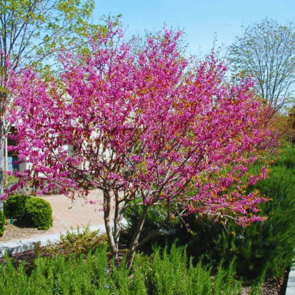 2 Eastern Redbud Seedlings, Live Flowering Trees, 6-14 Inch-Tall Plants
