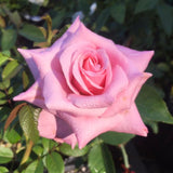 Live Pink Rose Bush, Fragrant Blooming Heirloom Plant, 5-10 Inches Tall