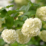 Live White Snowball Viburnum Shrub, Potted Garden Plant, 8-12 Inches Tall