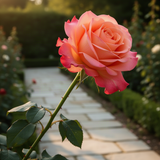 Live Coral Rose Bush, 5-10 Inch Heirloom Plant For Beds And Containers
