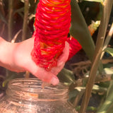 Live Red Awapuhi Shampoo Ginger Plant, 5-9 Inch, For Patio Container Use