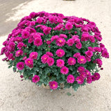 2 Purple Chrysanthemum Live Plants, Late Fall Flowering, 5 To 7 Inches Tall