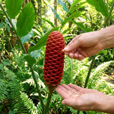 Warm Climate Red Awapuhi Shampoo Ginger, Zingiber Zerumbet, 4-7 Inch Plant