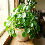 Live Money Plant, 4-6 Inch Pilea Peperomioides Indoor Houseplant D��cor