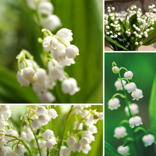 10 Lily Of The Valley Rhizomes, White Perennial Flower Bulbs For Planting